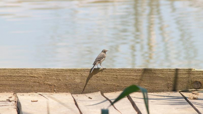 Ein Badesee mit Top -Ten-Platz ... Ein Badesee mit Top -Ten-Platz ...