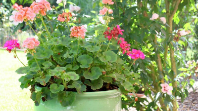 Angeboten wird ein um 1975 erbautes, Angeboten wird ein um 1975 erbautes,