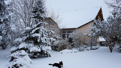 das Platz für das geliebte Haustier das Platz für das geliebte Haustier