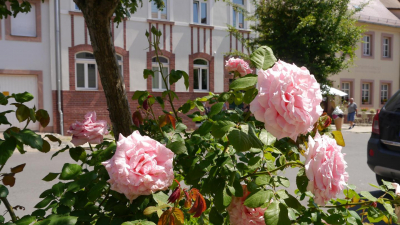 Mitten im Stadtzentrum ... Mitten im Stadtzentrum ...