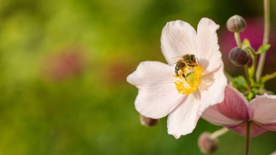 Und es ist eine Gartenstadt. Und es ist eine Gartenstadt.