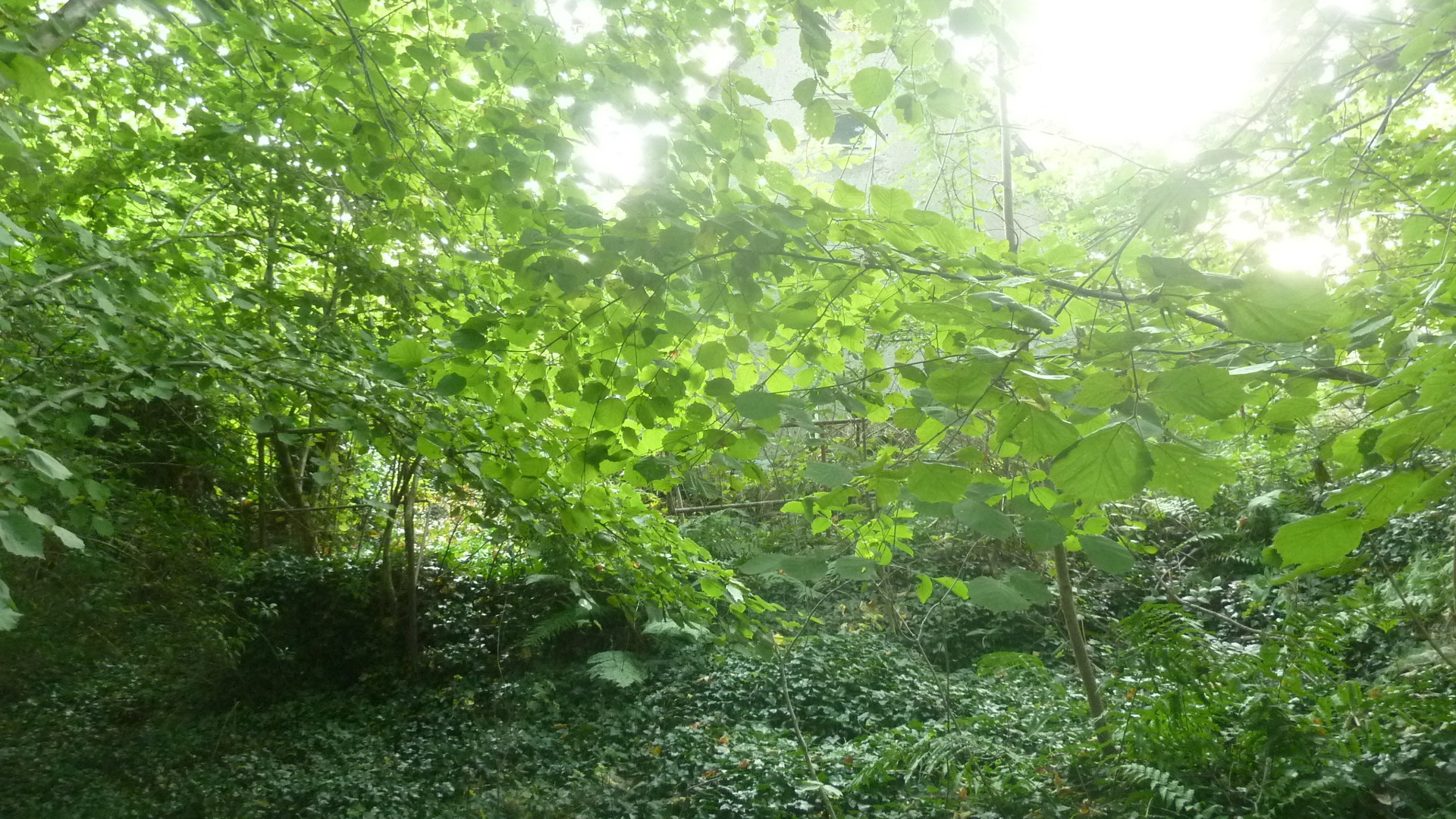 eine nicht unterkellerte eingeschossige Wohnbebauung eine nicht unterkellerte eingeschossige Wohnbebauung