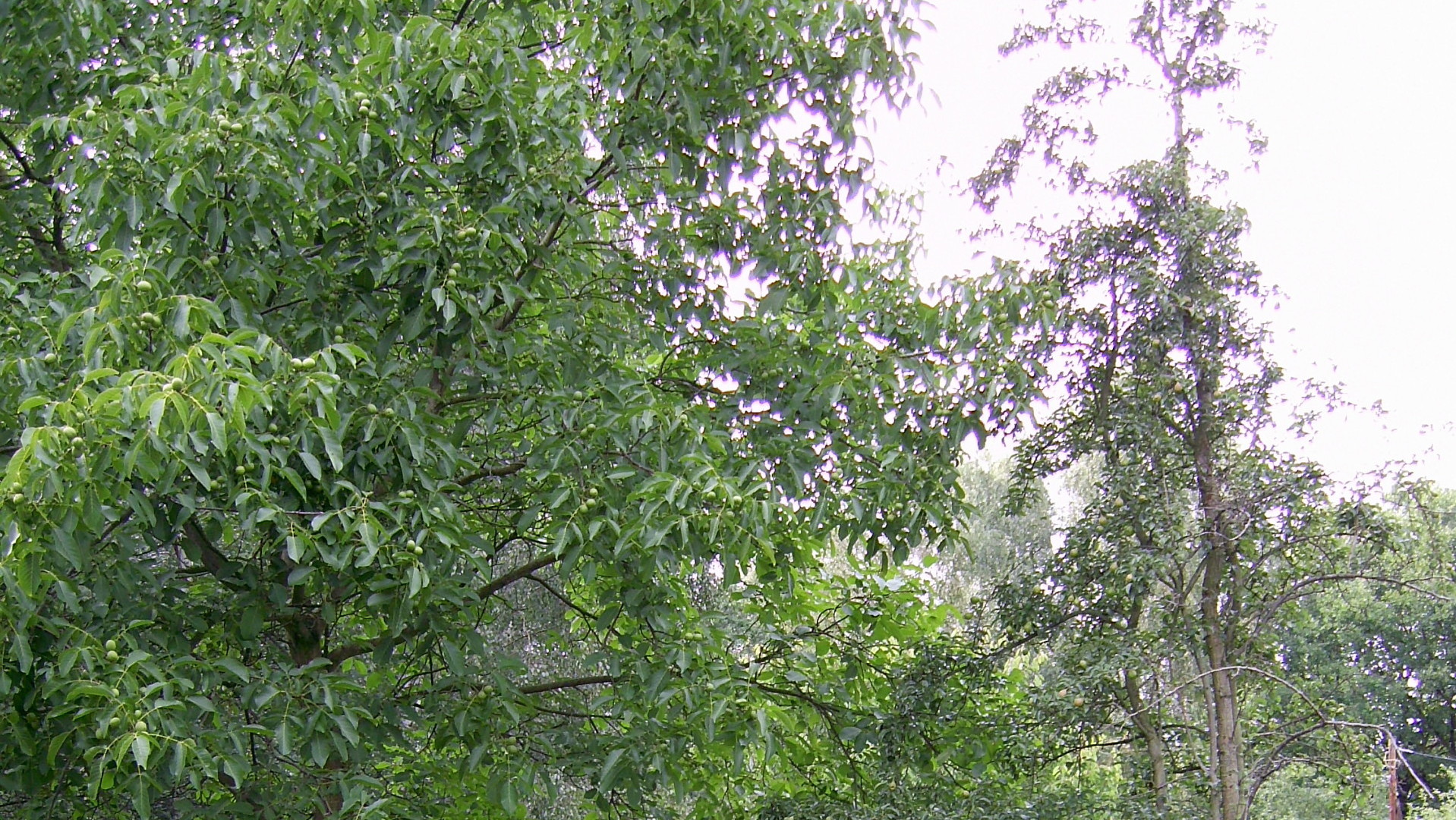 das bis zum Jahr 1991 als Hauptwohnsitz das bis zum Jahr 1991 als Hauptwohnsitz