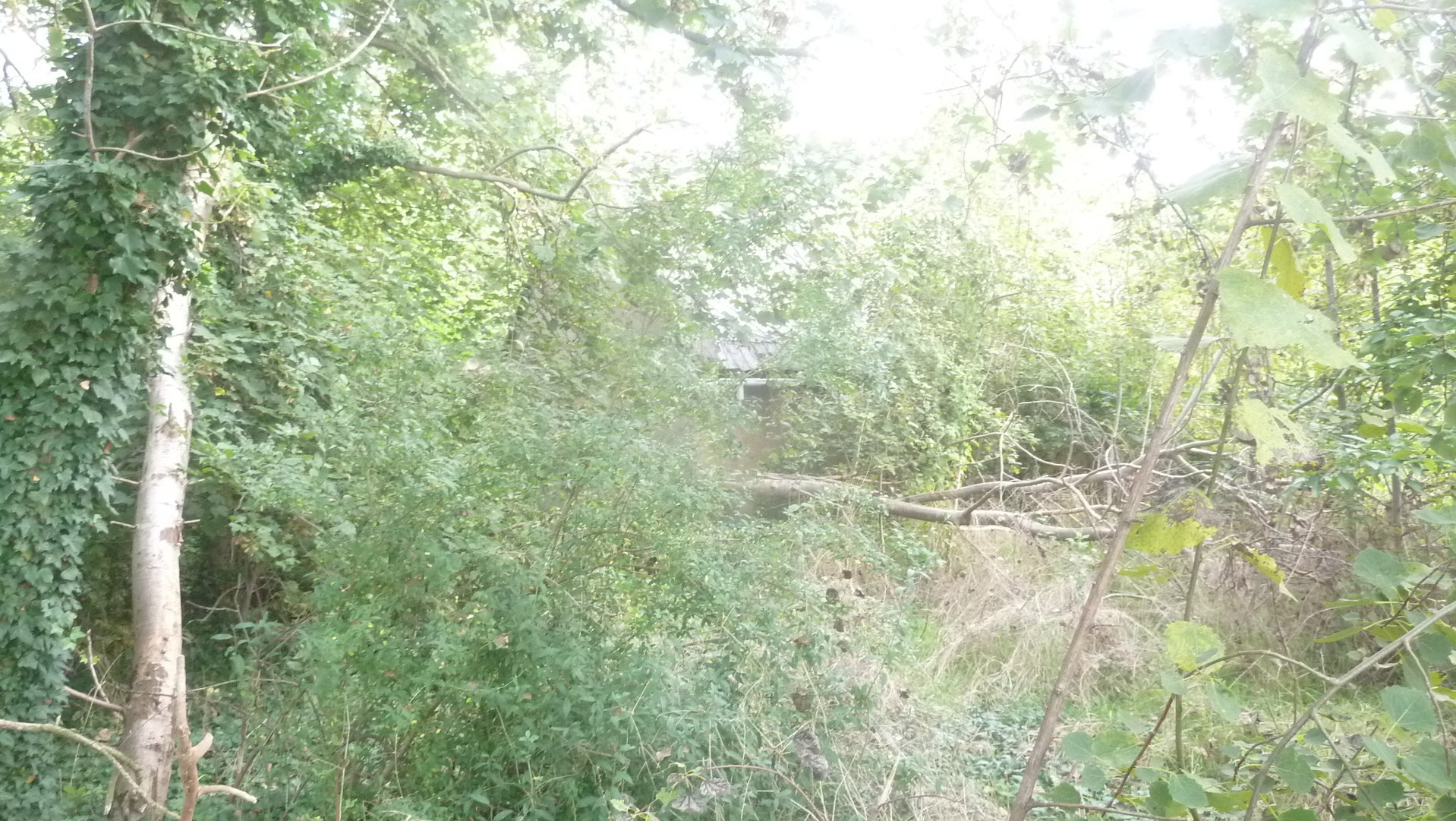 beauftragt- ein Fortführungsnachweis beantragt- beauftragt- ein Fortführungsnachweis beantragt-