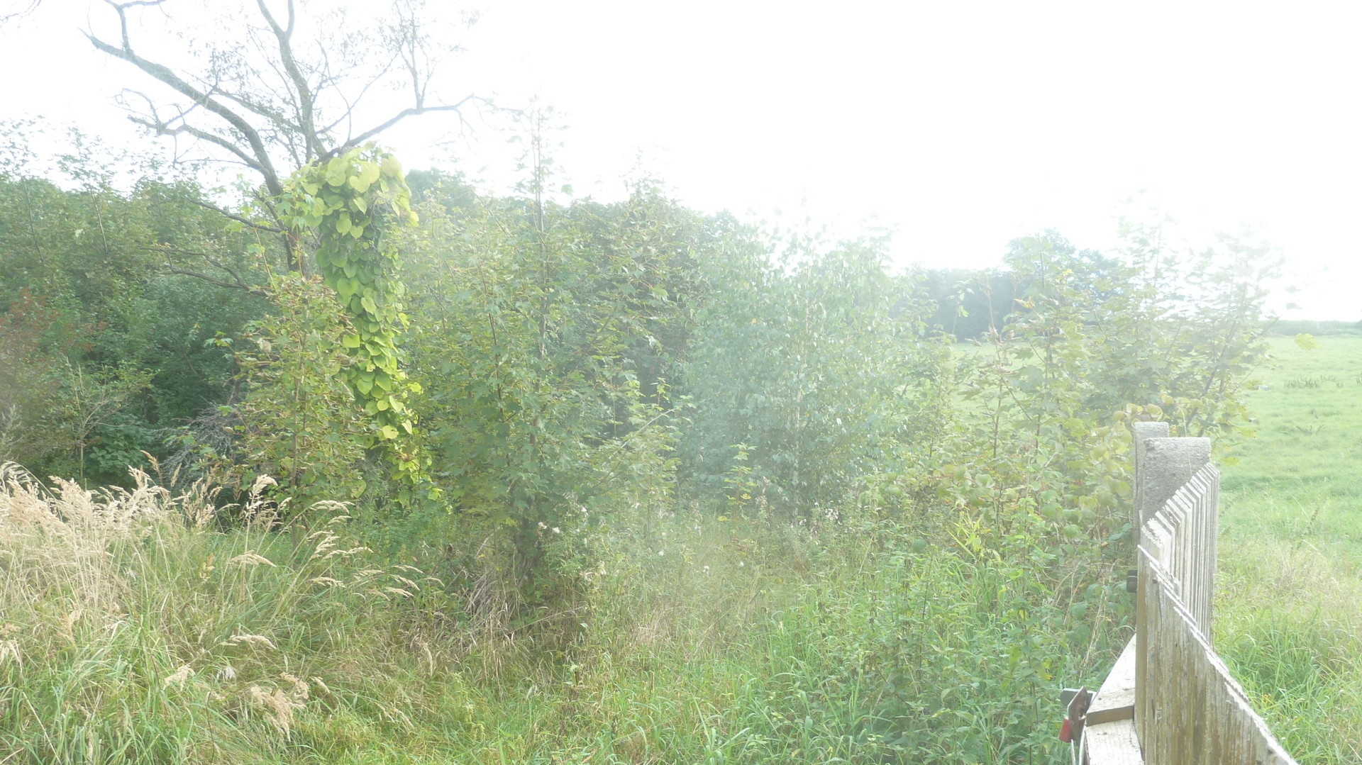 naturnahe und romantische Eindrücke- naturnahe und romantische Eindrücke-