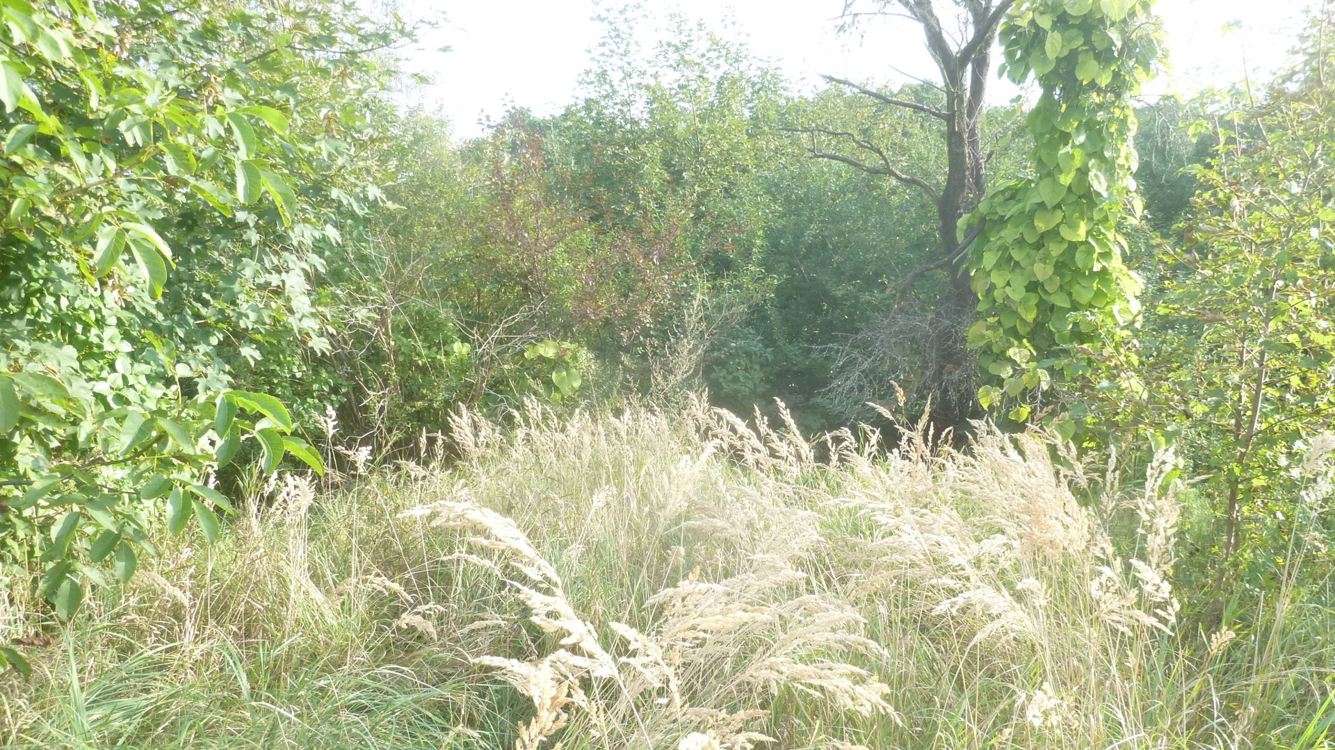 mit alten Eichenbeständen mit alten Eichenbeständen