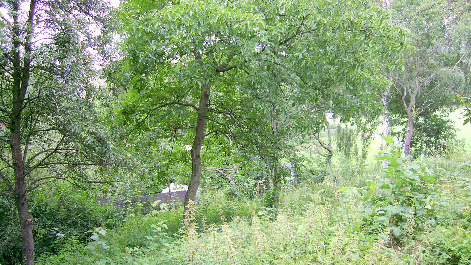 und naturnahe Grundstücksgestaltung und naturnahe Grundstücksgestaltung