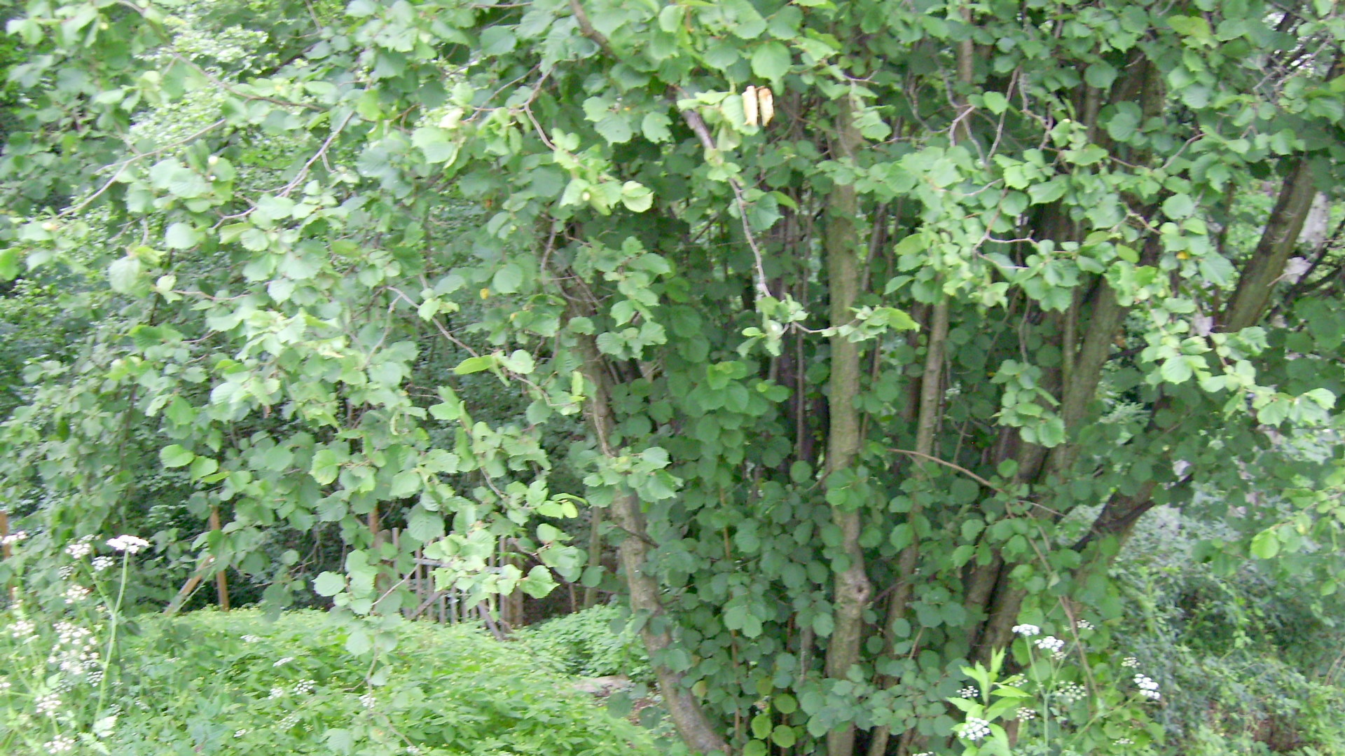 Abwechslungsreich ist der schöne Mischwald- Abwechslungsreich ist der schöne Mischwald-