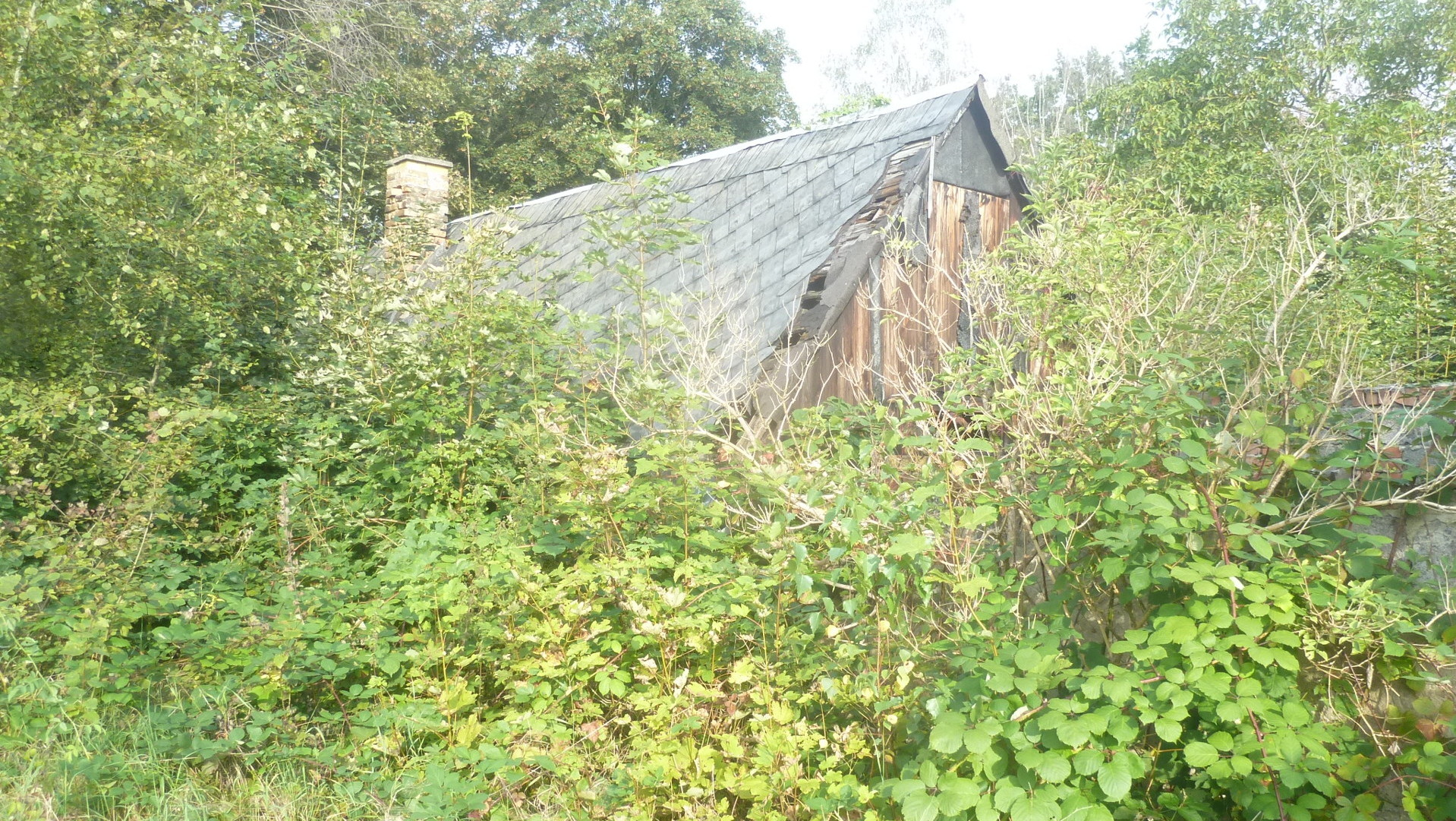 Der Gartenbereich um das Haus ist verwildert- Der Gartenbereich um das Haus ist verwildert-