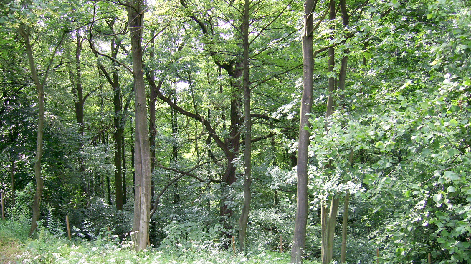 zuzüglich der Veranda mit ca- 20-93 m²- zuzüglich der Veranda mit ca- 20-93 m²-