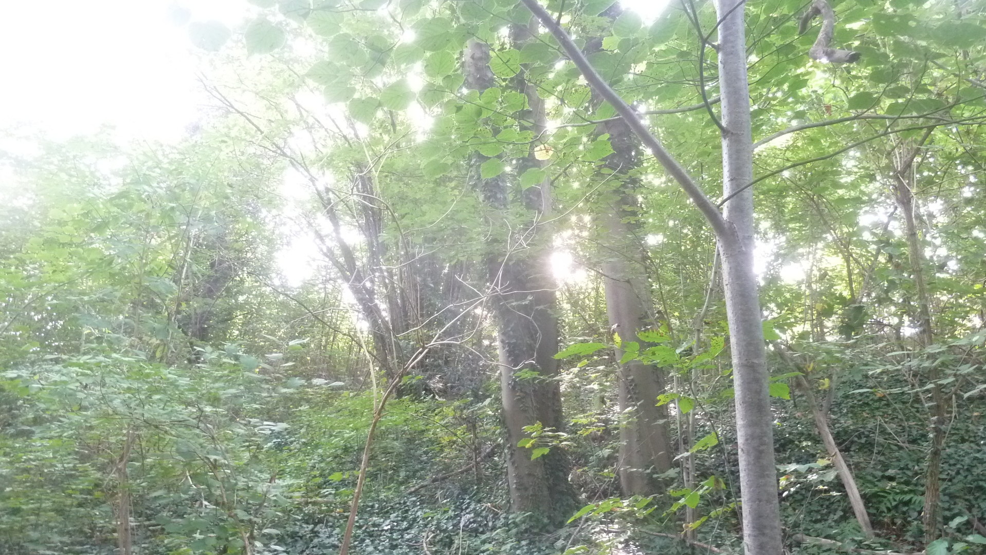 Das Grundstück ist durch das Finanzamt grundsteuerlich erfasst- Das Grundstück ist durch das Finanzamt grundsteuerlich erfasst-