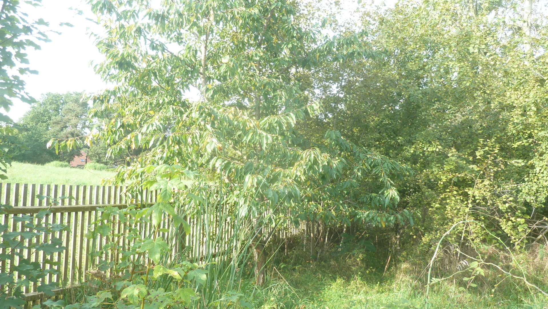 Erweiterungen erfolgten im Jahr 1956 Erweiterungen erfolgten im Jahr 1956