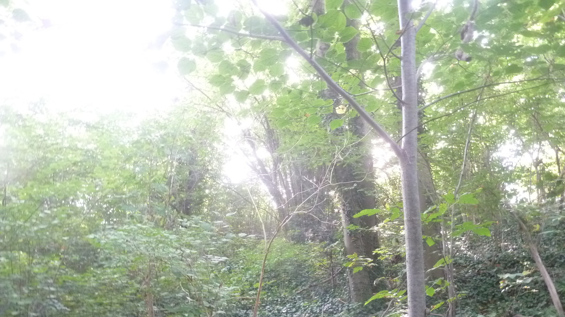 Es existieren 2 Schornsteine zur Ofenheizung- Es existieren 2 Schornsteine zur Ofenheizung-