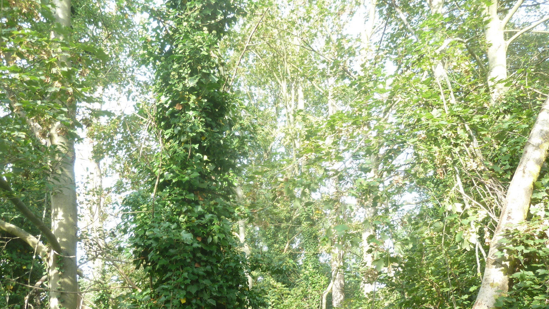 1 Küche- 1 Veranda und einem Dachboden- 1 Küche- 1 Veranda und einem Dachboden-