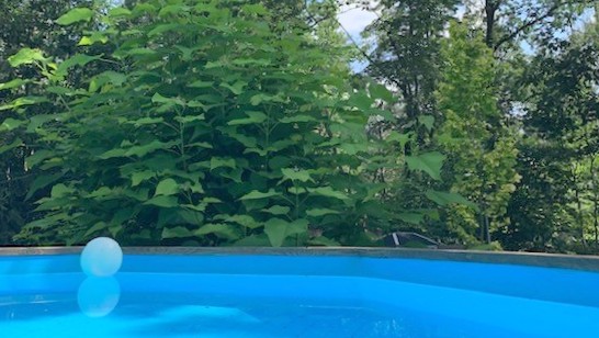 30_nachhause-immobilien_65d17ac2-d84d-464b-b4a1-ccd99560a548_bild Reserviert ... Ein moderner Wohntraum mit Swimmingpool, Ausbaureserve und großem Garten