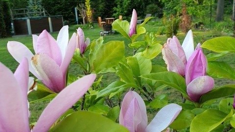 37_nachhause-immobilien_940164ea-75f2-43e7-a7c7-94fb9c74f56d_bild Reserviert ... Ein moderner Wohntraum mit Swimmingpool, Ausbaureserve und großem Garten