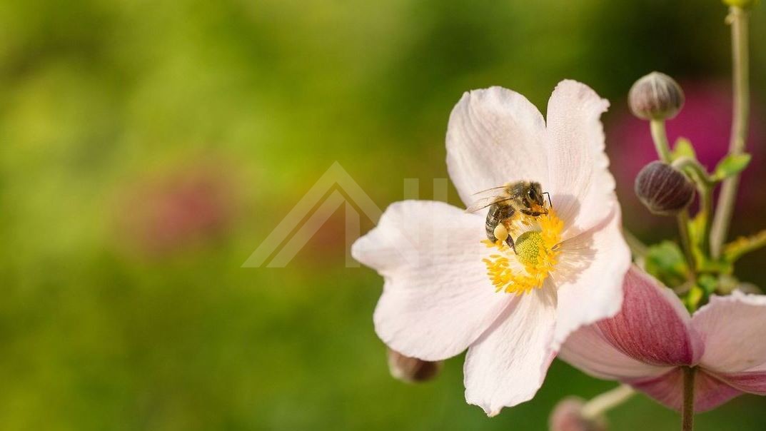 Reform- und Heimatstil dar Reform- und Heimatstil dar